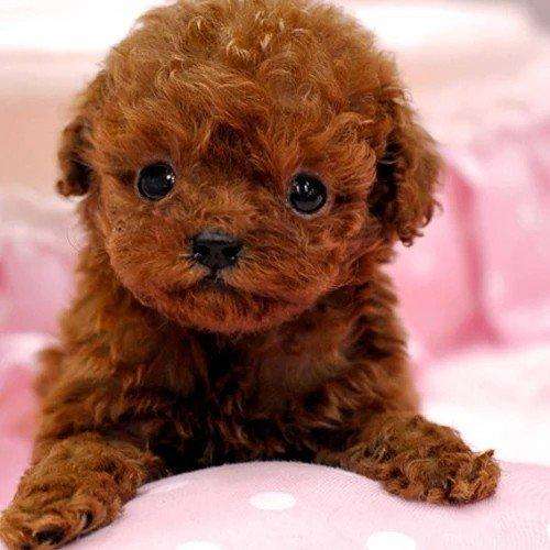 建议养好泰迪的6大攻略（泰迪狗怎么喂养方法）