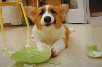 狗狗可以吃红薯吗