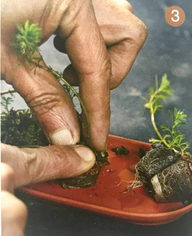 你见过贝壳精灵吗（好看的彩色贝壳精灵介绍）