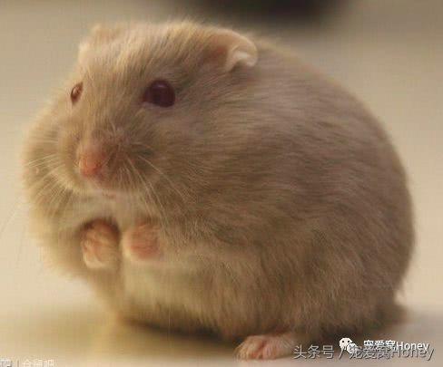 盘点各种色系的坎贝尔仓鼠（为何不建议养银狐仓鼠）