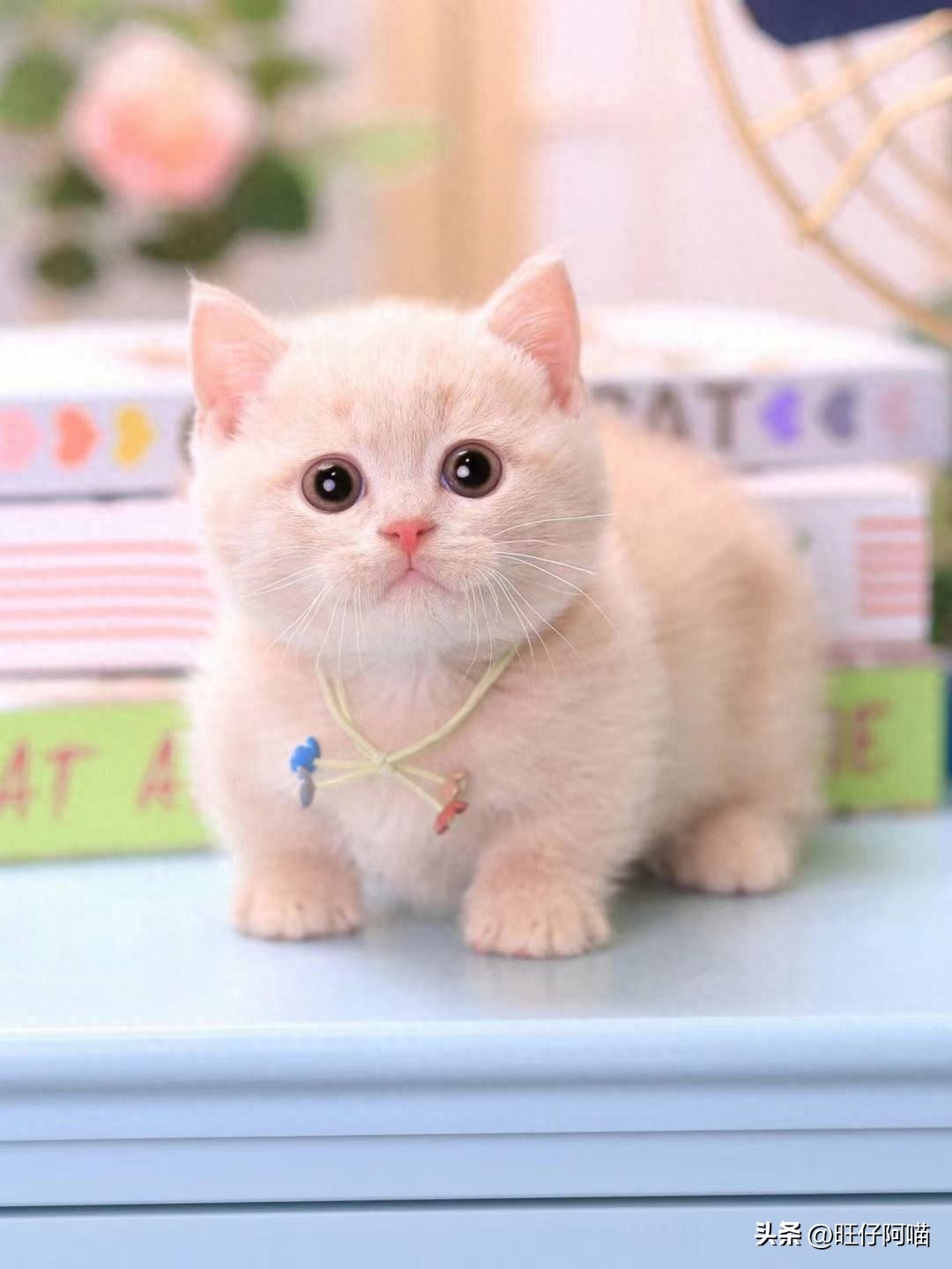 猫的名字叫什么好听