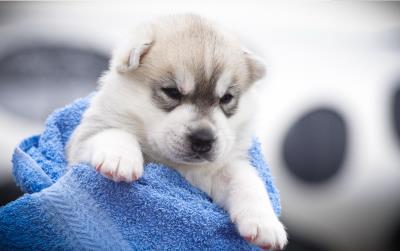 狗狗可以吃蛋黄吗(为什么要给狗狗吃蛋黄)