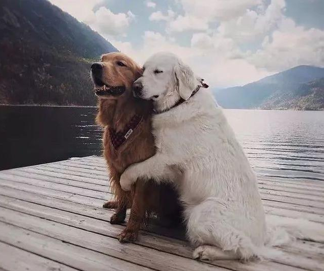 金毛有9种颜色是真的吗