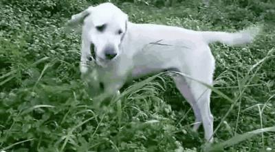 狗狗为什么吃草(人教狗狗吃东西)