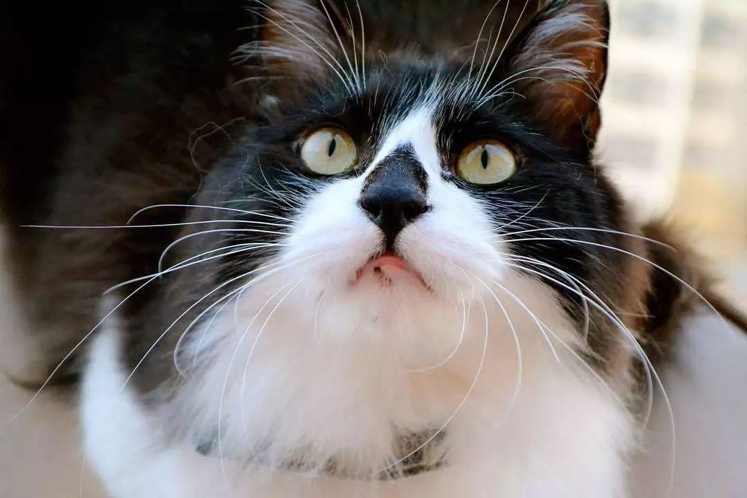 猫咪体温低是什么引起的