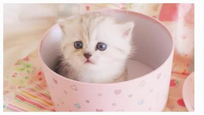 千万别养茶杯猫(茶杯猫小猫多少钱一只)