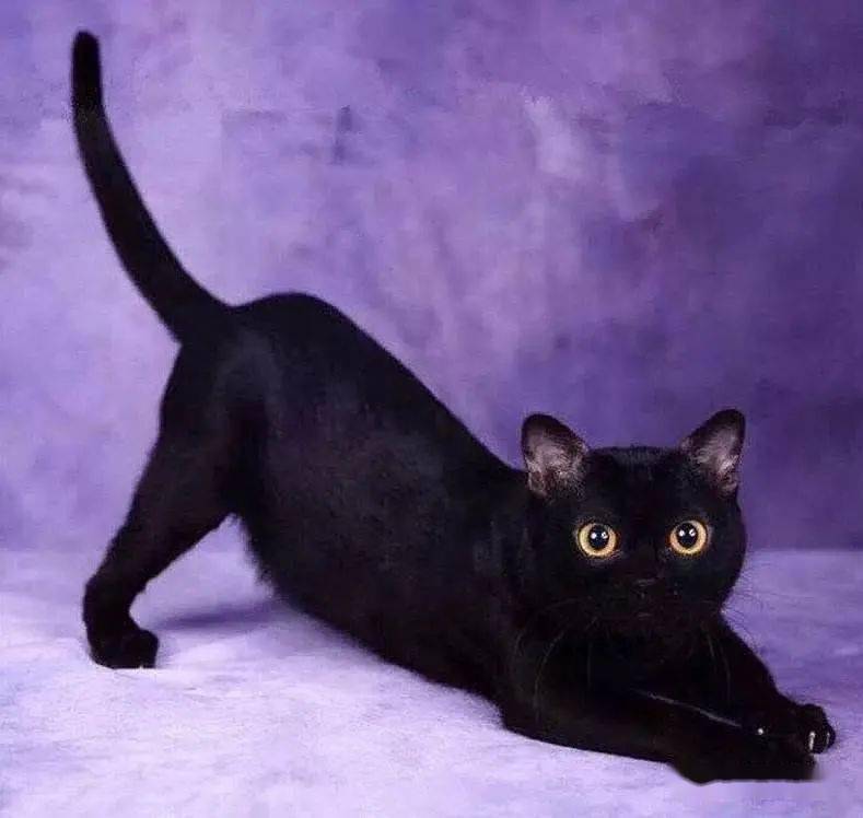 猫的图片大全大图侧面（看图识小猫猫品种大全）