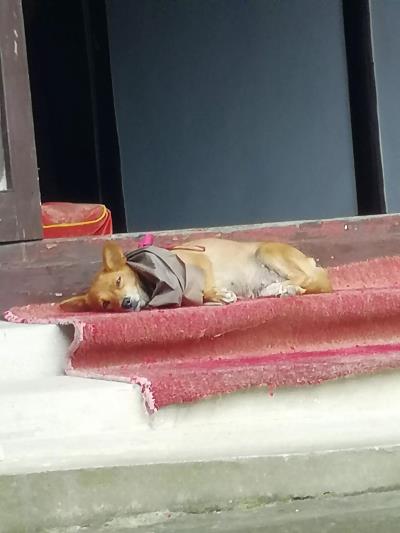 什么药治狗狗皮肤病最好(治疗狗狗皮肤病中药方)