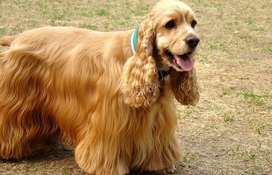 英国可卡犬怎么养才好（附：可卡犬科学饲养步骤）