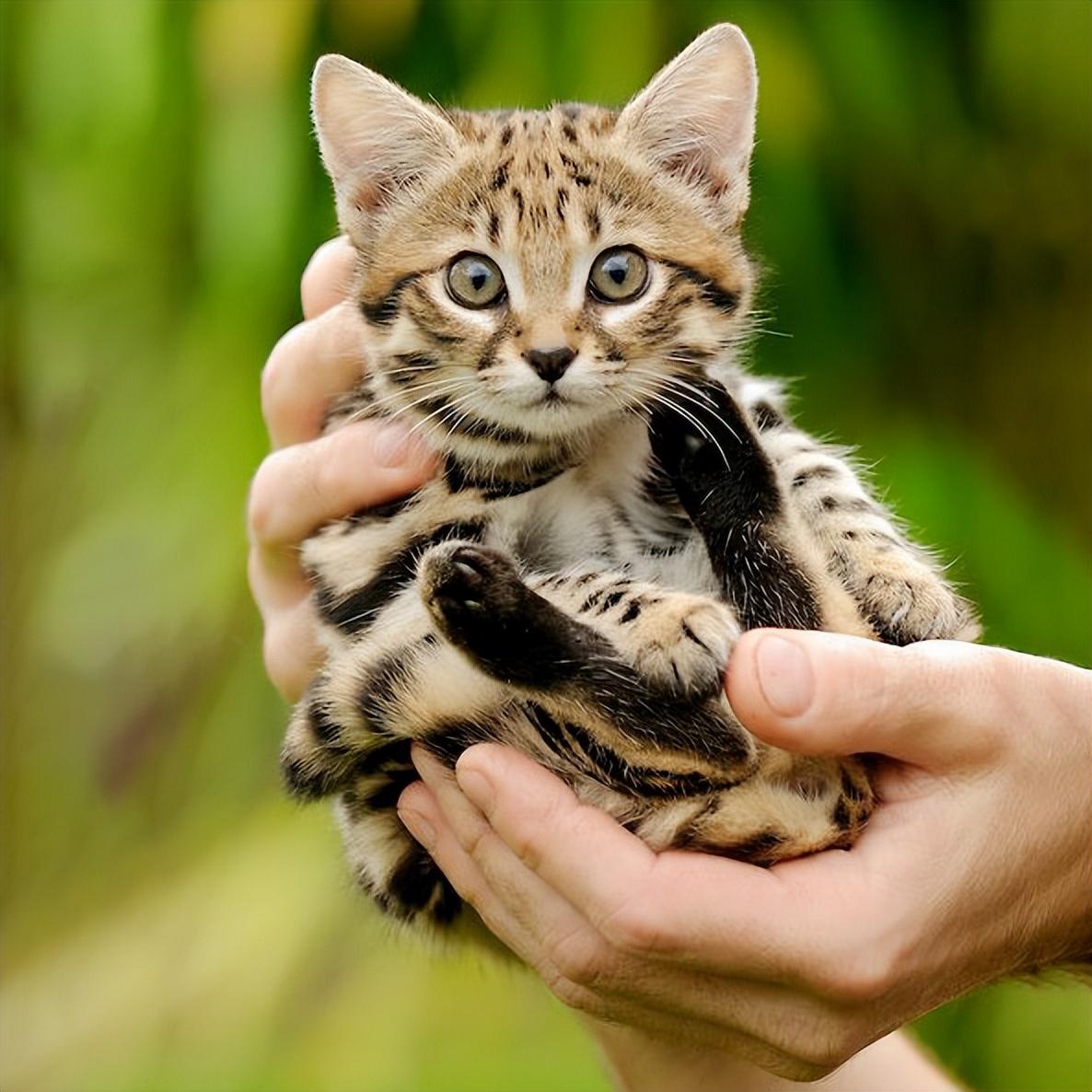 猫的图片大全大图侧面（看图识小猫猫品种大全）