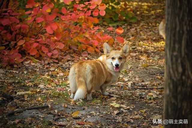 分享十个不养柯基的理由（详解：女生为什么不能养柯基）