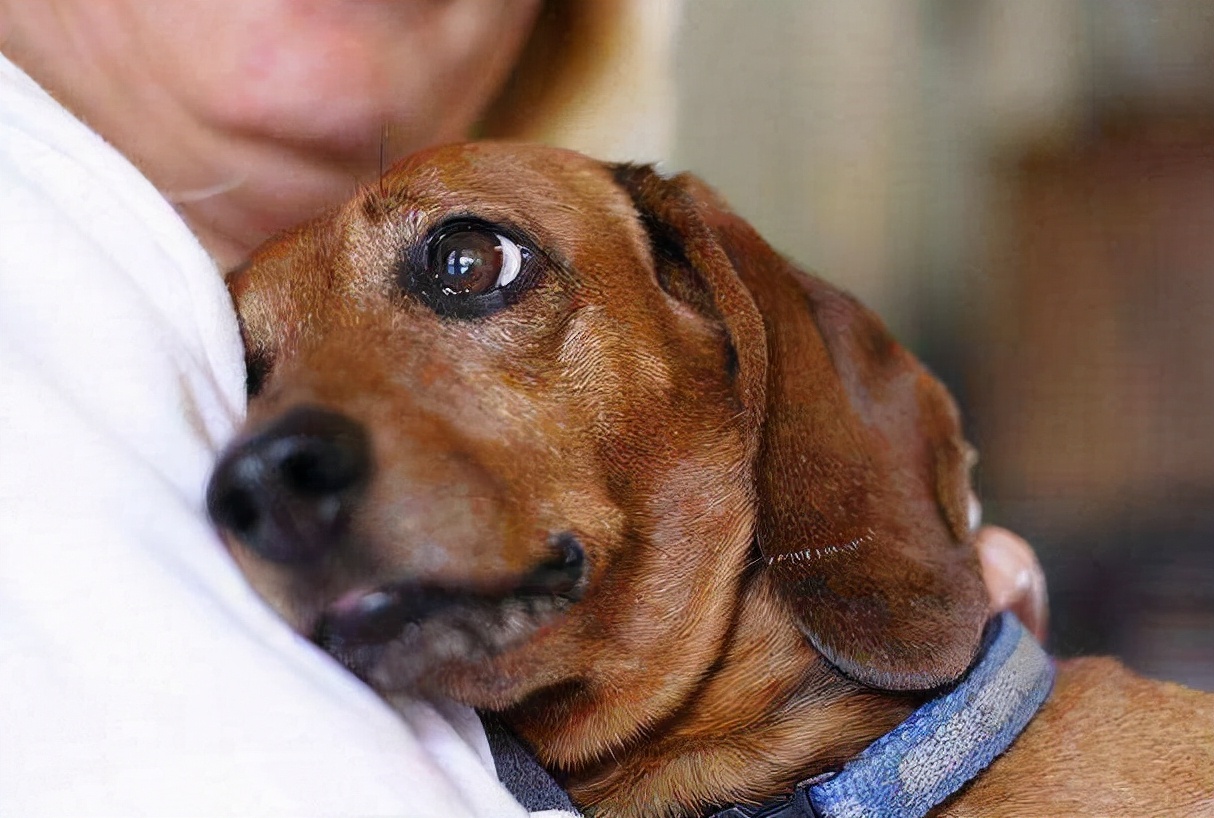 狗狗去世前的10天表现（附：狗狗不行时有哪些异常征兆）