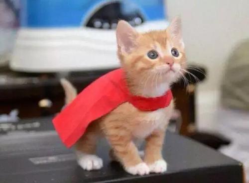 猫腹水有什么最好的办法治疗(腹水怎么快速排出体外)