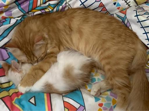 1个月多的猫咪会认主嘛(猫咪通过什么识别主人)