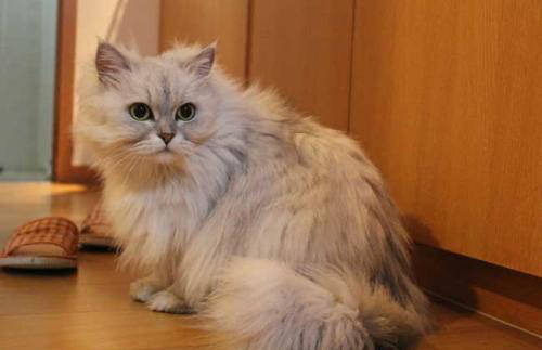 如何区分猫耳屎和耳螨图片（了解猫的耳螨是长什么样）