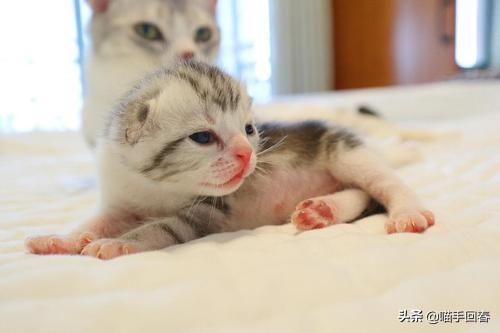 猫咪难产的表现（附：猫咪难产的原因及解决办法）