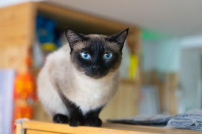 6种常见宠物猫的价格（宠物猫大全及价格图片）