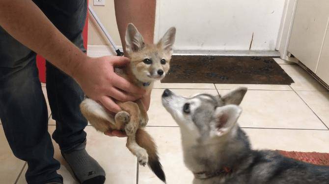 主人带回家一只狐狸，结果二哈闻了好久，感觉气味有点不对