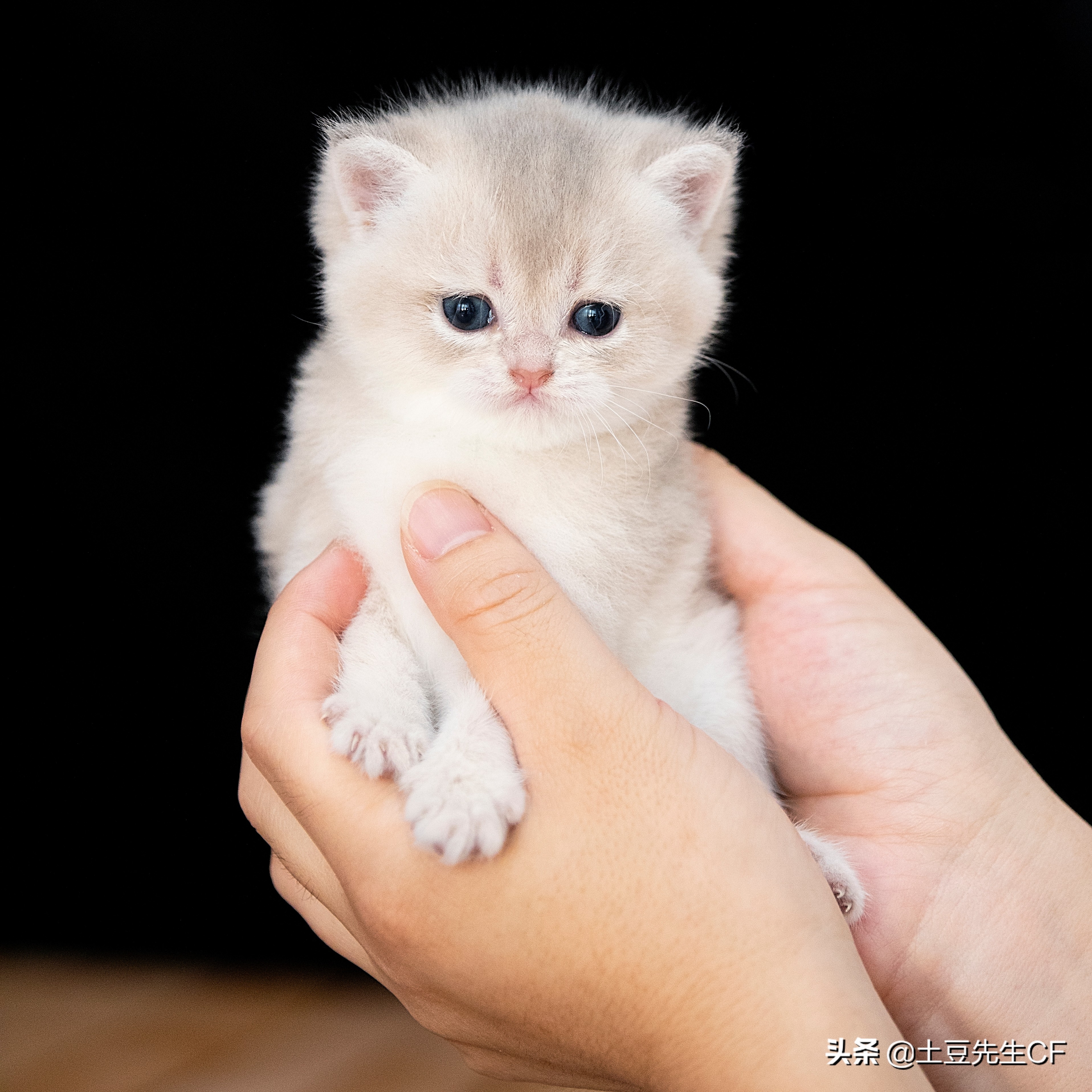 如何帮猫主子揉肚子催产（附：持续努力40分钟生不出为难产）