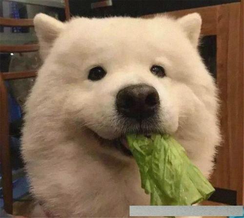 萨摩耶好养吗(告诉你养萨摩耶的4大好处)