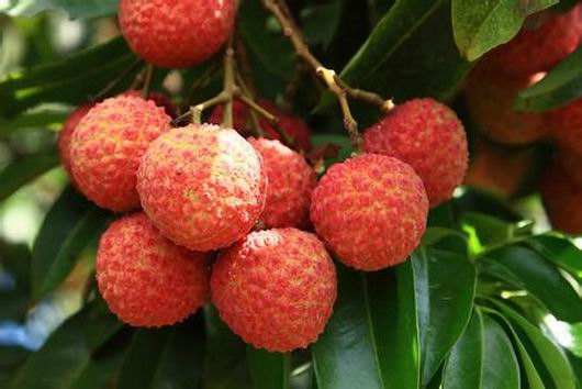 猫能吃芒果吗（了解猫咪10大禁忌水果）