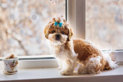 为何狗狗拉稀像棕色的泥浆呢