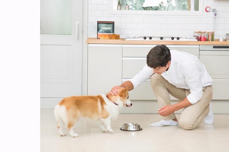 小狗喜欢靠近人的原因（详解：狗狗来报恩的6个预兆）