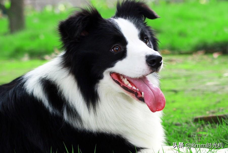 好养的中型犬都有哪些（中型犬：适合家养的狗）