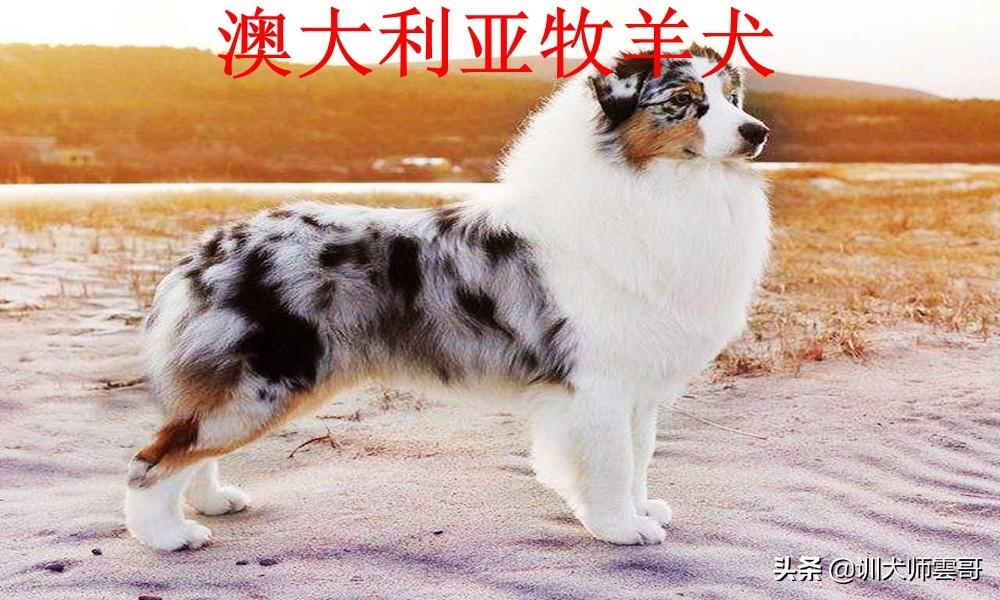 世界十大牧羊犬排名（牧羊犬哪个品种好）