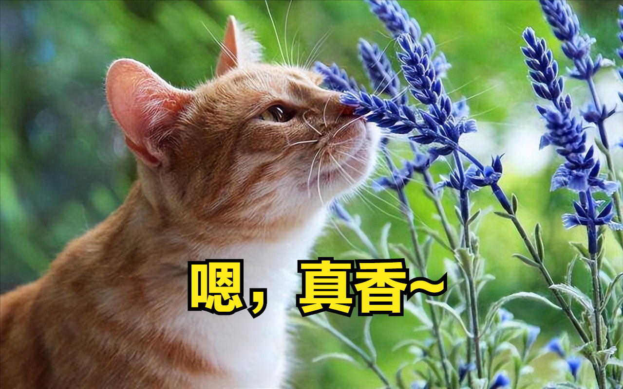 家里养什么猫最干净