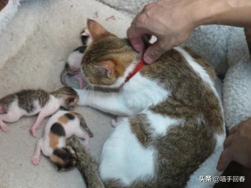 猫咪难产的表现（附：猫咪难产的原因及解决办法）