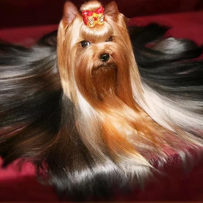 哪些狗适合家养不掉毛(分享最不爱掉毛的狗品种)