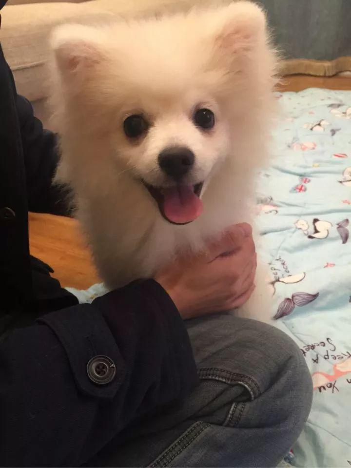 银狐犬为什么很少人养（建议不养银狐犬的理由）