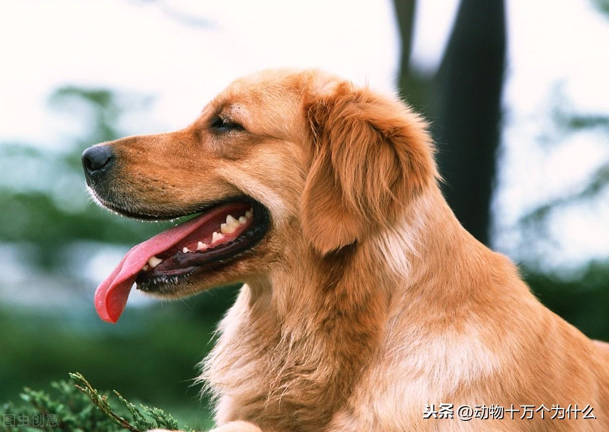 金毛爱吃的食物有哪些（金毛狗吃什么比较好）