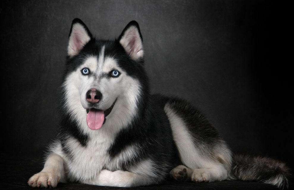 教你鉴别纯种哈士奇的方法（哈士奇怎么看纯不纯）