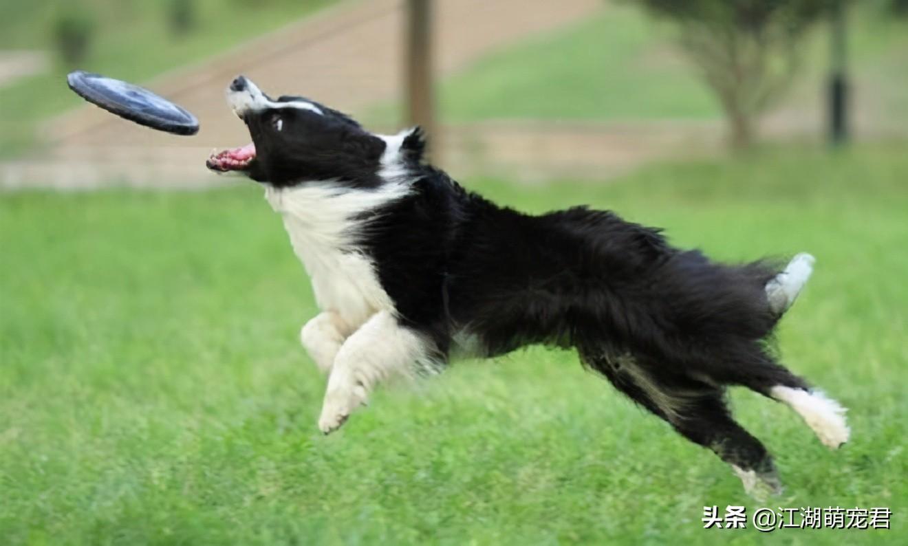 养边牧的注意事项与窍门（边境牧羊犬好养吗）