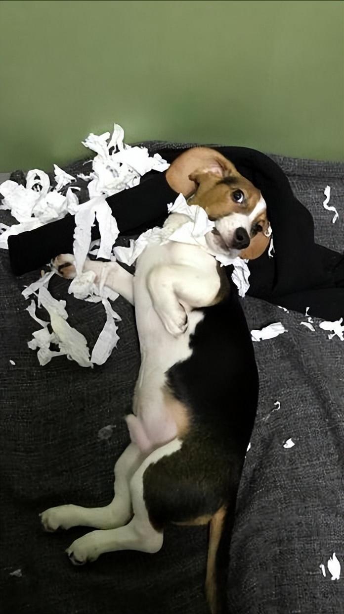 关于六大不养比格犬的原因(比格犬为什么不建议养)