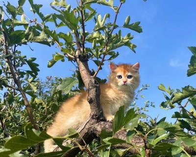 人吃的鱼油猫咪可以吃吗（猫咪可以吃人类的食物吗）