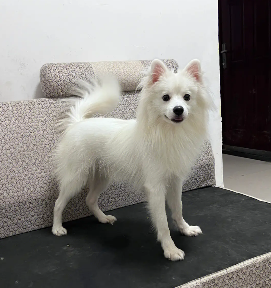 “银狐犬”为何如此少人饲养（附：狐狸犬图片）