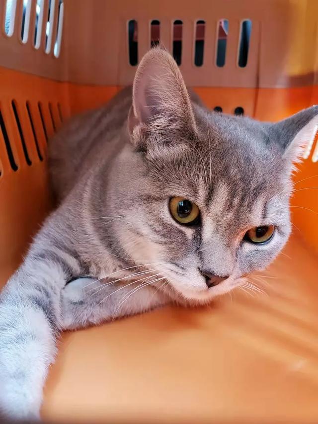 猫腿瘸了自己能恢复吗(猫后腿瘸了自己能恢复吗)