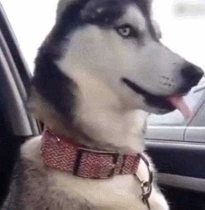 狗在危险的时候真的会保护主人吗（主人蹲下对狗狗的意义）