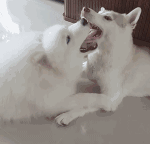 世界三大傻狗排名(最傻的狗是哪三个)