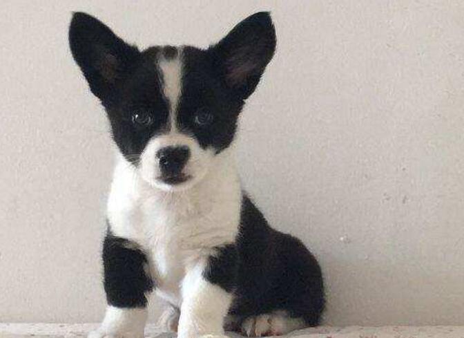 教你判断纯种柯基犬的其它标准