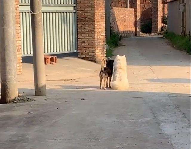 萨摩生了一窝黑色小狗，主人：我以为它们只是普通朋友