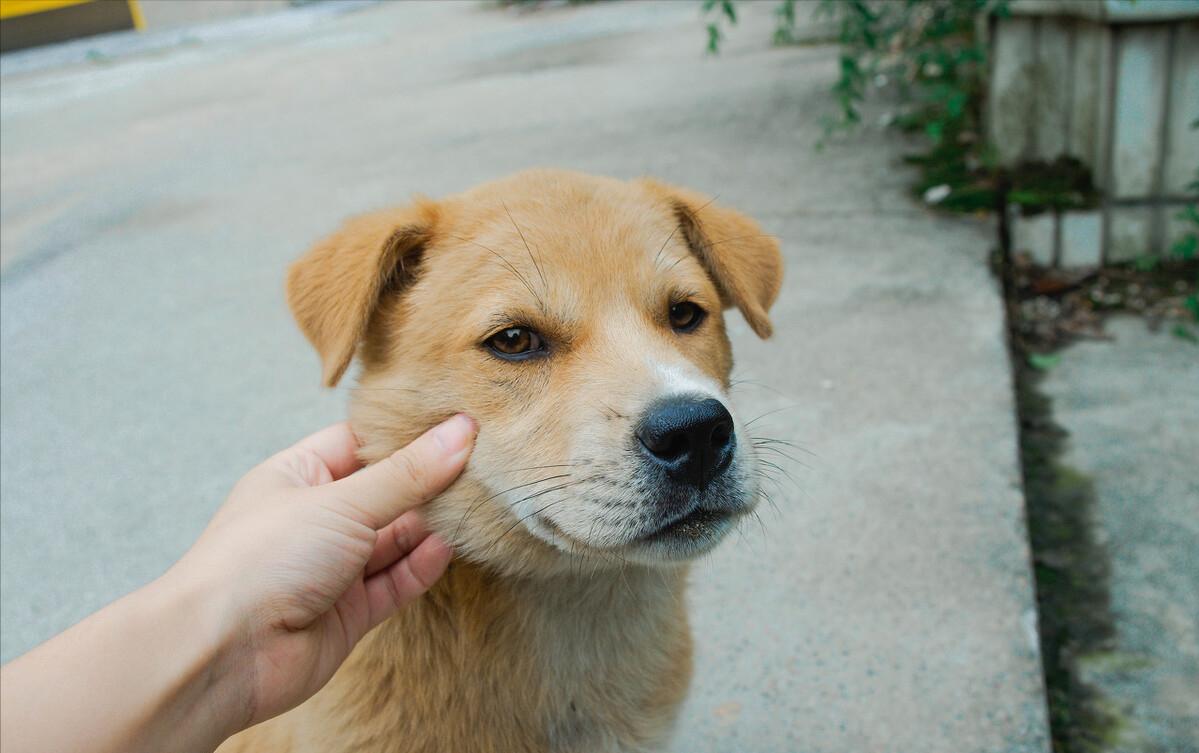 土狗寿命一般能活多久（附：中国农村土狗寿命）