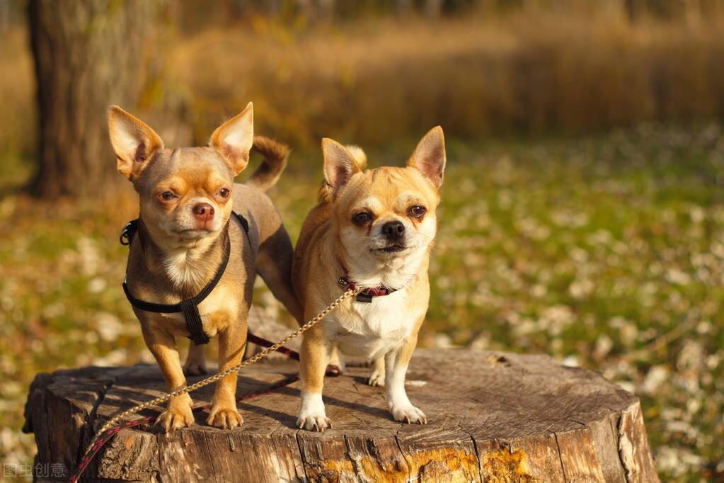 小型犬的品种有哪些（常见小型犬种大全）