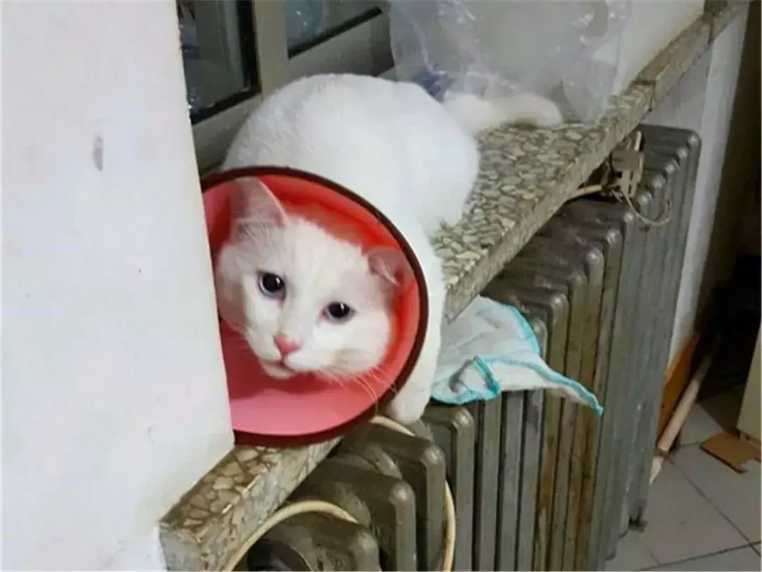 母猫绝育第一天夜里是危险期(绝育后母猫恢复伤口愈合快的护理方法)