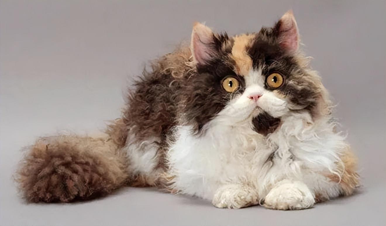 猫的图片大全大图侧面（看图识小猫猫品种大全）