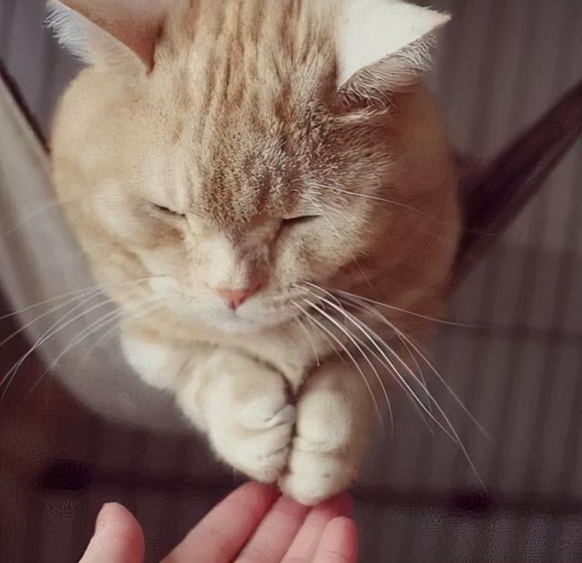 猫咪喜欢跟主人睡觉嘛