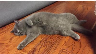 英短蓝猫图片大全（英短蓝猫有这7个优点）